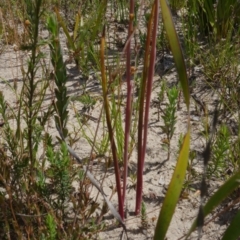 Thelymitra ixioides at Sassafras, NSW - suppressed