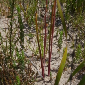 Thelymitra ixioides at Sassafras, NSW - suppressed