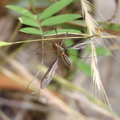Leptotarsus (Macromastix) costalis (Common Brown Crane Fly) at Albury - 6 Nov 2021 by KylieWaldon