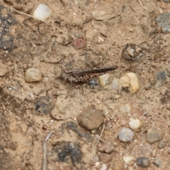 Unidentified Grasshopper, Cricket or Katydid (Orthoptera) at Albury - 6 Nov 2021 by KylieWaldon