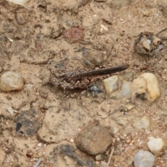 Pycnostictus seriatus at Albury, NSW - 6 Nov 2021