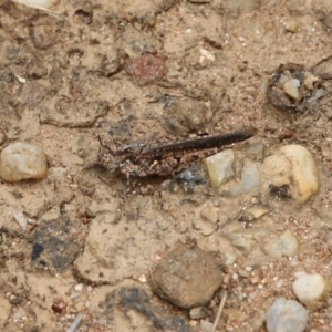 Pycnostictus seriatus at Albury, NSW - 6 Nov 2021