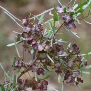 Dodonaea viscosa at Albury, NSW - 6 Nov 2021