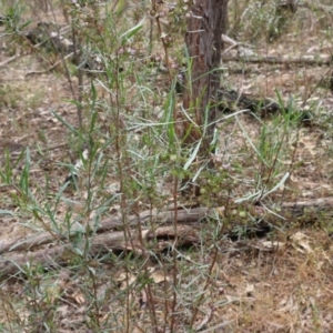 Dodonaea viscosa at Albury, NSW - 6 Nov 2021