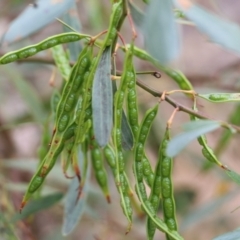 Acacia verniciflua (Varnish Wattle) at Albury - 6 Nov 2021 by KylieWaldon