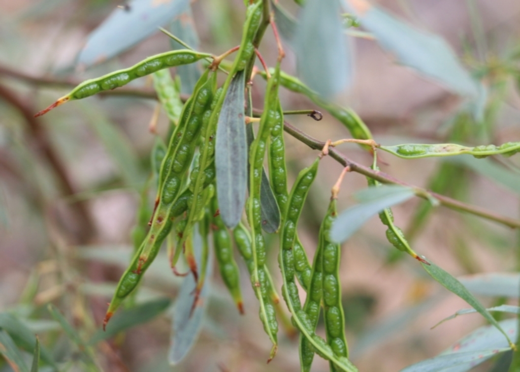 Acacia verniciflua at Albury, NSW - 6 Nov 2021