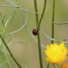 Harmonia conformis (Common Spotted Ladybird) at Albury, NSW - 6 Nov 2021 by KylieWaldon