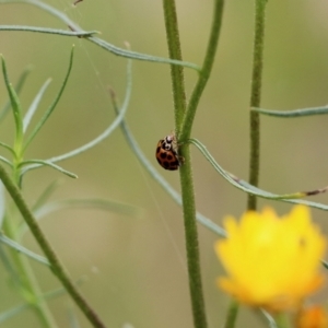 Harmonia conformis at Albury, NSW - 6 Nov 2021