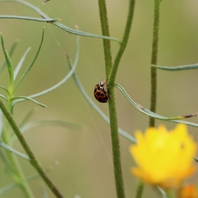 Harmonia conformis (Common Spotted Ladybird) at Nail Can Hill - 6 Nov 2021 by KylieWaldon