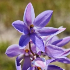 Thelymitra ixioides (Dotted Sun Orchid) at Sassafras, NSW - 3 Nov 2021 by RobG1