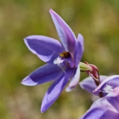 Thelymitra ixioides at Sassafras, NSW - 3 Nov 2021