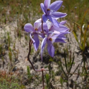 Thelymitra ixioides at Sassafras, NSW - 3 Nov 2021