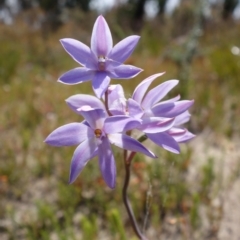 Thelymitra ixioides at Sassafras, NSW - 3 Nov 2021