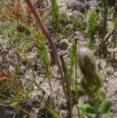 Thelymitra ixioides at Sassafras, NSW - 3 Nov 2021