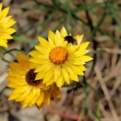 Unidentified Bee fly (Bombyliidae) at Albury, NSW - 6 Nov 2021 by KylieWaldon