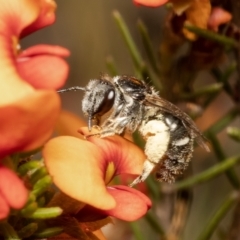 Lasioglossum (Chilalictus) sp. (genus & subgenus) (Halictid bee) at Black Mountain - 6 Nov 2021 by Roger