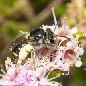 Lasioglossum (Chilalictus) sp. (genus & subgenus) at Bruce, ACT - 6 Nov 2021