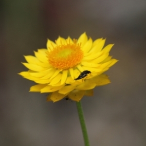 Mordellidae (family) at Albury, NSW - 6 Nov 2021 02:16 PM