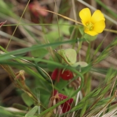 Oxalis sp. (Wood Sorrel) at Albury - 6 Nov 2021 by KylieWaldon