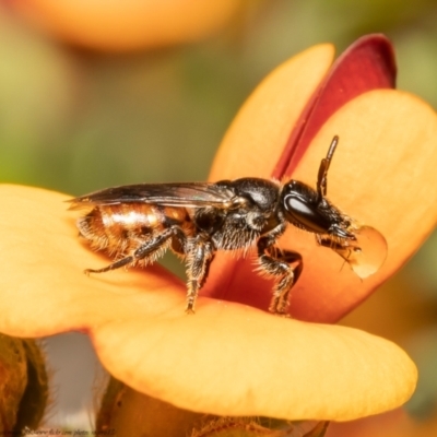 Euhesma sp. (genus) (A colletid bee) at Aranda, ACT - 6 Nov 2021 by Roger
