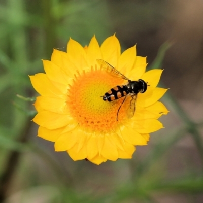 Melangyna viridiceps (Hover fly) at Albury, NSW - 6 Nov 2021 by KylieWaldon