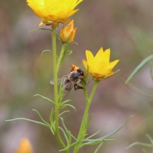 Apis mellifera at Albury, NSW - 6 Nov 2021 02:14 PM