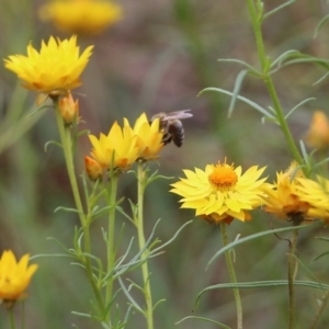 Apis mellifera at Albury, NSW - 6 Nov 2021 02:14 PM