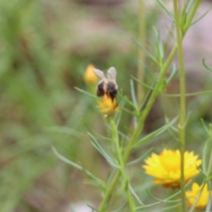 Apis mellifera at Albury, NSW - 6 Nov 2021 02:14 PM