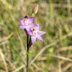 Thelymitra peniculata (Blue Star Sun-orchid) at Stromlo, ACT - 2 Nov 2021 by Philip