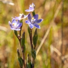 Thelymitra peniculata at Stromlo, ACT - suppressed