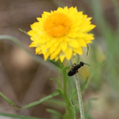 Tiphiidae (family) (Unidentified Smooth flower wasp) at Nail Can Hill - 6 Nov 2021 by KylieWaldon