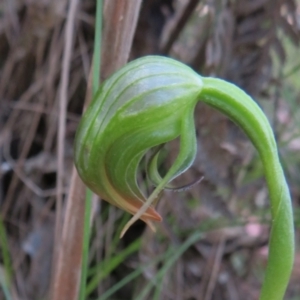 Pterostylis nutans at Paddys River, ACT - suppressed