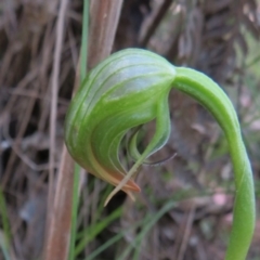 Pterostylis nutans at Paddys River, ACT - 1 Nov 2021