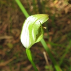 Pterostylis curta (Blunt Greenhood) at Paddys River, ACT - 1 Nov 2021 by Christine