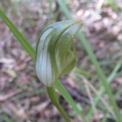 Pterostylis curta at Paddys River, ACT - suppressed