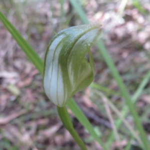 Pterostylis curta at Paddys River, ACT - 1 Nov 2021