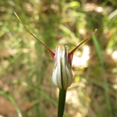 Pterostylis pedunculata (Maroonhood) at Tidbinbilla Nature Reserve - 1 Nov 2021 by Christine