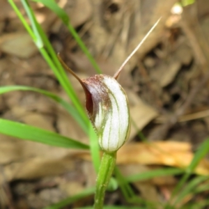 Pterostylis pedunculata at Paddys River, ACT - suppressed