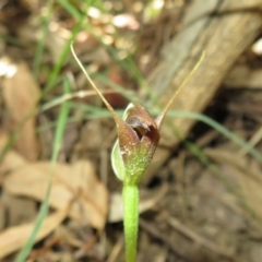 Pterostylis pedunculata at Paddys River, ACT - suppressed