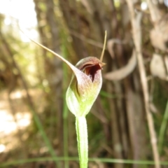 Pterostylis pedunculata at Paddys River, ACT - suppressed