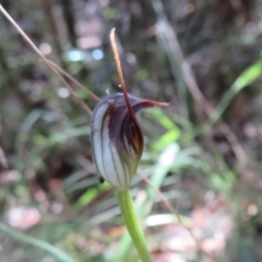 Pterostylis pedunculata at Paddys River, ACT - suppressed