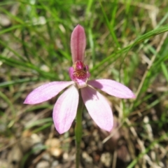 Caladenia carnea (Pink Fingers) at Tidbinbilla Nature Reserve - 1 Nov 2021 by Christine