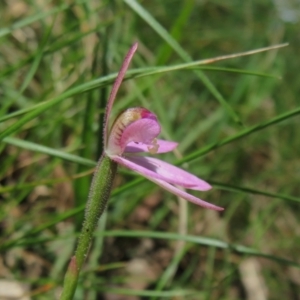 Caladenia carnea at Paddys River, ACT - 1 Nov 2021