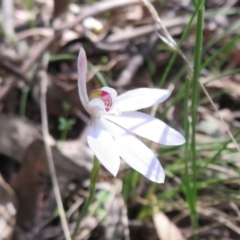 Caladenia carnea at Paddys River, ACT - 1 Nov 2021