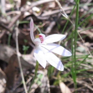 Caladenia carnea at Paddys River, ACT - 1 Nov 2021