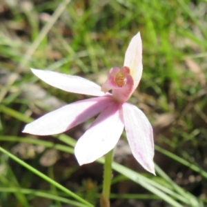 Caladenia carnea at Paddys River, ACT - 1 Nov 2021