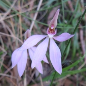 Caladenia carnea at Paddys River, ACT - 1 Nov 2021