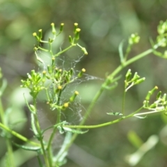 Senecio hispidulus at Wamboin, NSW - 28 Nov 2020