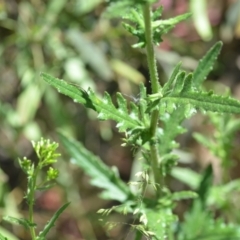 Senecio hispidulus at Wamboin, NSW - 28 Nov 2020