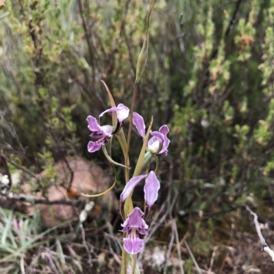 Diuris punctata var. punctata (Purple Donkey Orchid) at Hackett, ACT - 31 Oct 2021 by lperlesz